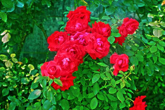 Red roses on a green rose bush