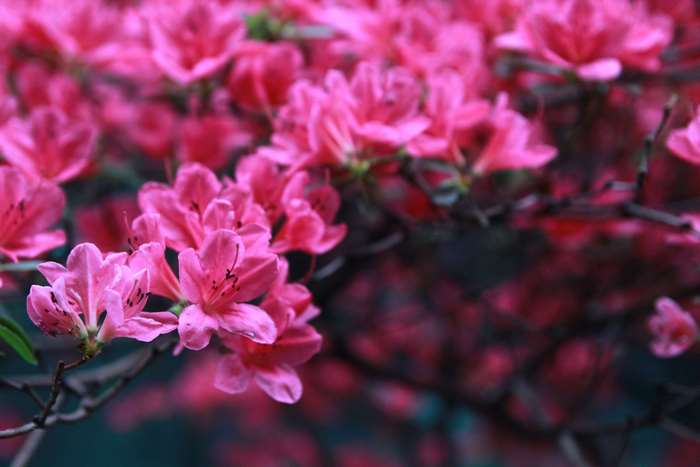 Pink Flowers Bloom in Seoul, South Korea