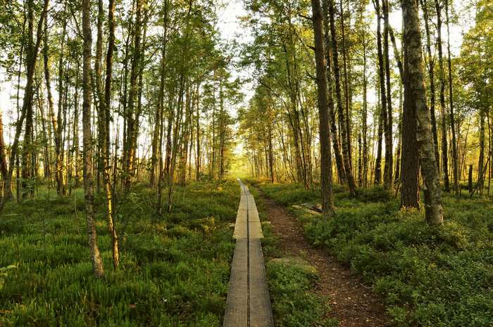 Wooden boardwalk through a sunlit forest in Sweden