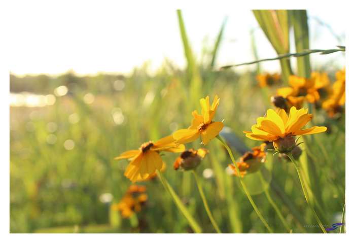 Yellow flowers in nature photography 4K