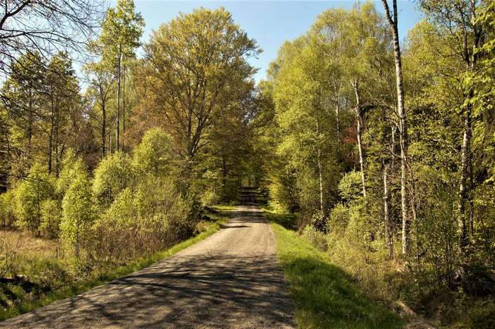 Dirt road through a green forest in Sweden