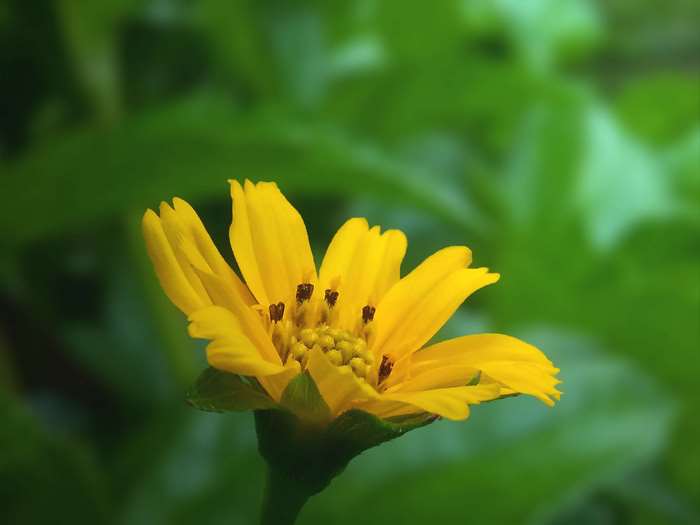 Close-up of a yellow wildflower with green background