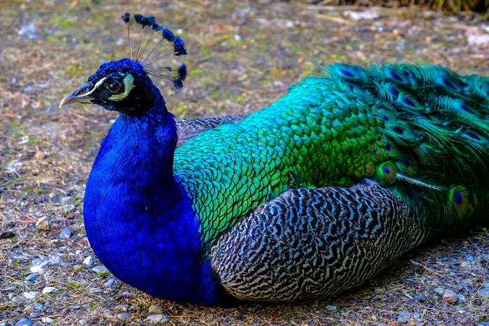 Peacock with vibrant blue and green feathers resting outdoors