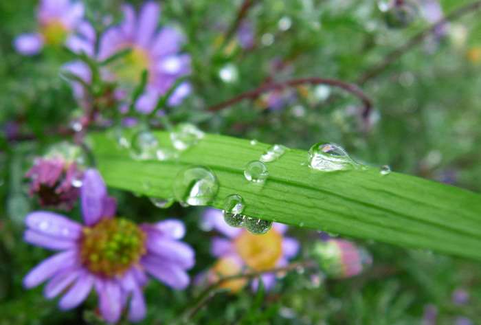 Close-up of water drops on a green leaf with purple flowers