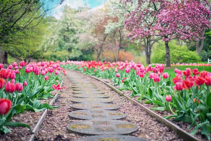 A winding stone path through a garden of blooming pink and red tulips