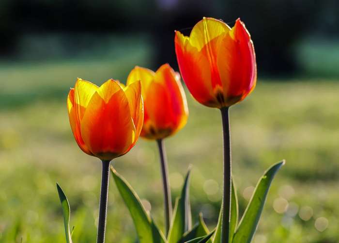 Three red and yellow tulips in a garden
