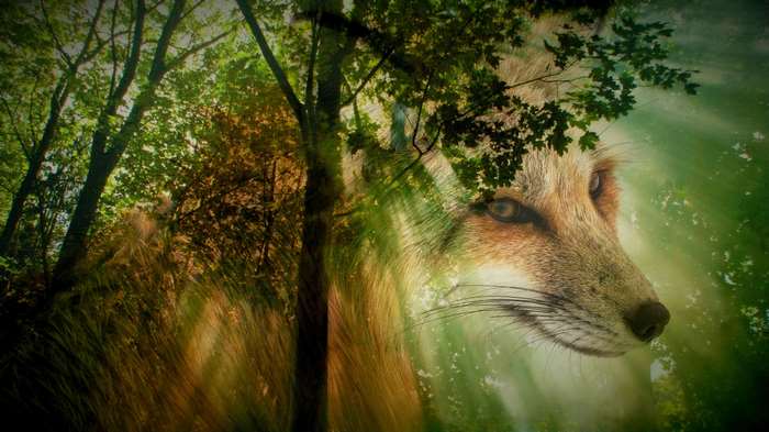 Double exposure of a fox in a sunlit forest