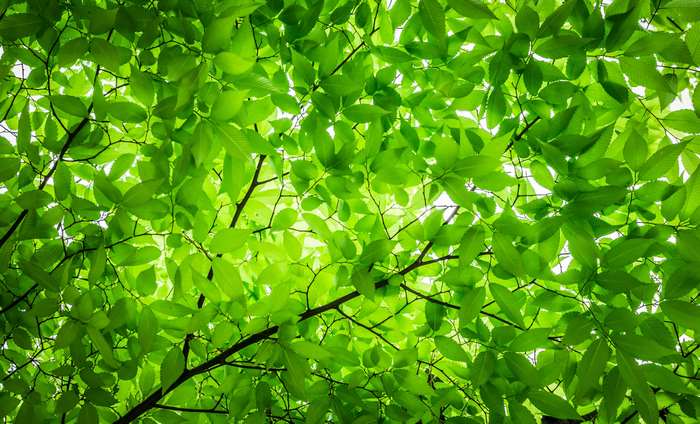 Green leaves and branches against a bright sky