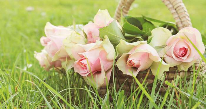 Basket of pink roses in grass