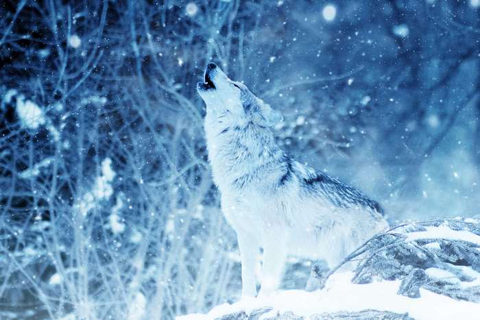 A wolf howls in a snowy forest