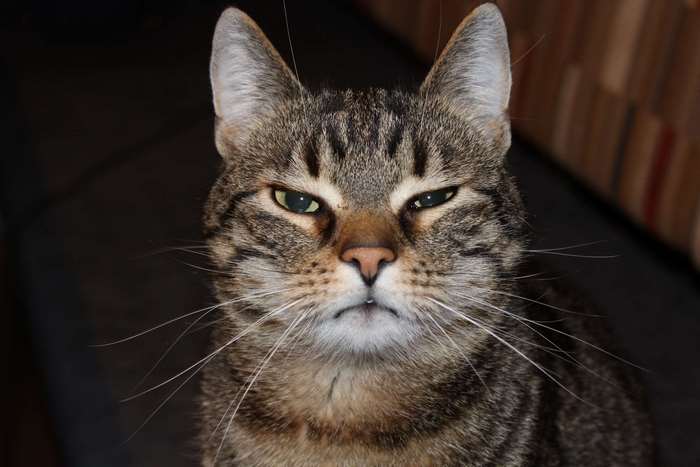 Close-up of a tabby cat's face