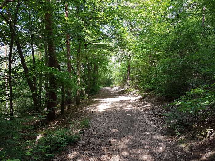 Forest path with trees and sunlight