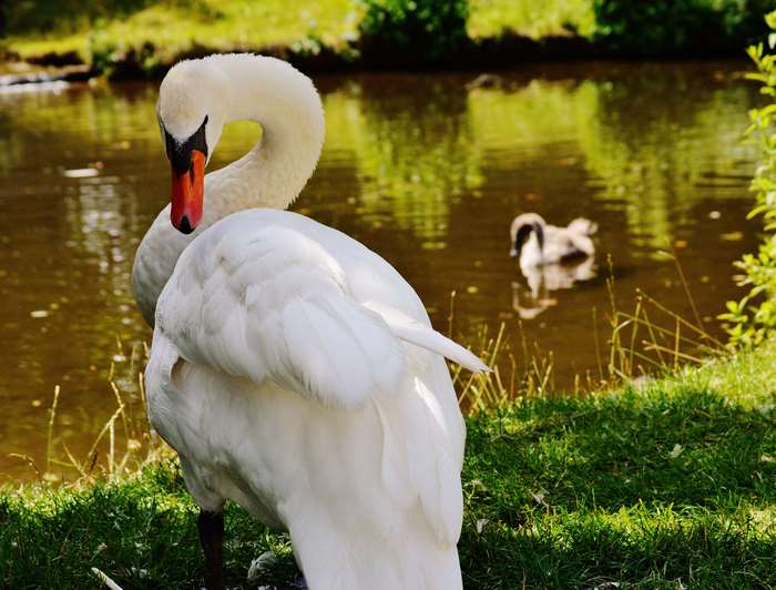 White swan and cygnet on a pond