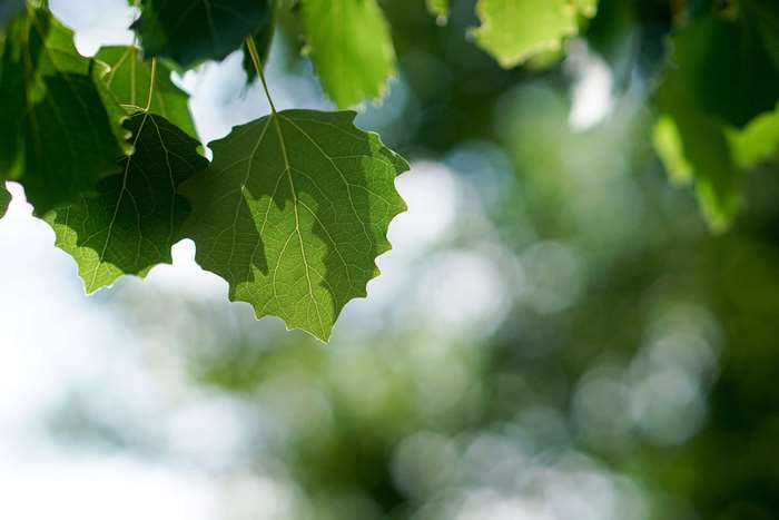 Green leaves with sunlight and bokeh