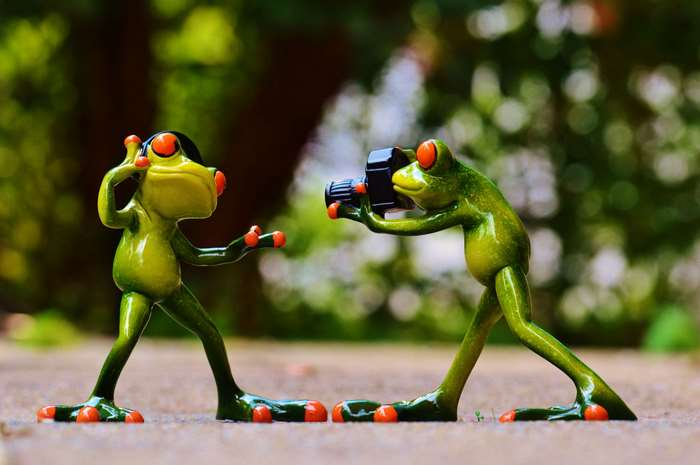 Two frogs, one taking a photo of the other