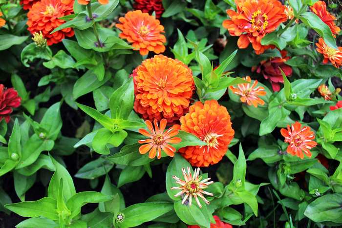 Orange and red zinnias in bloom