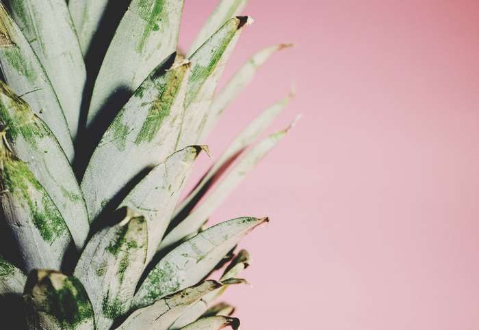 Pineapple leaves on pink background 4K