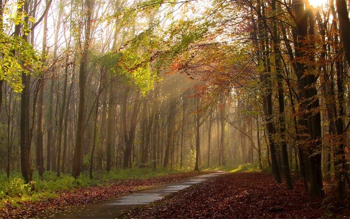 Autumn forest path with sunbeams
