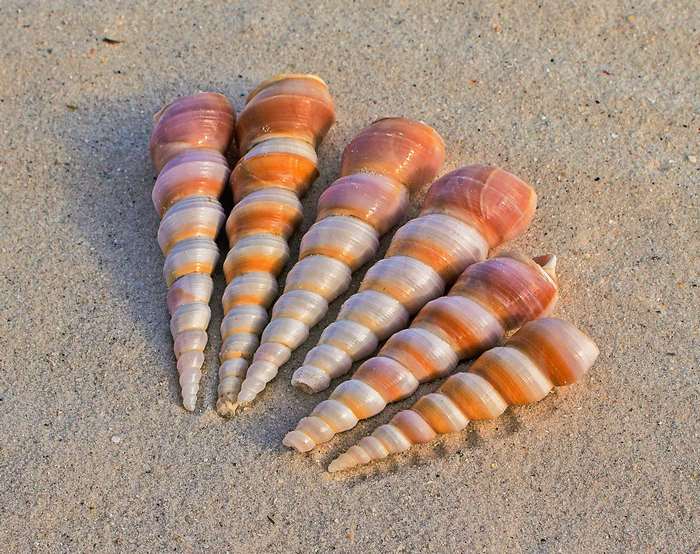 Spiral seashells on a sandy beach