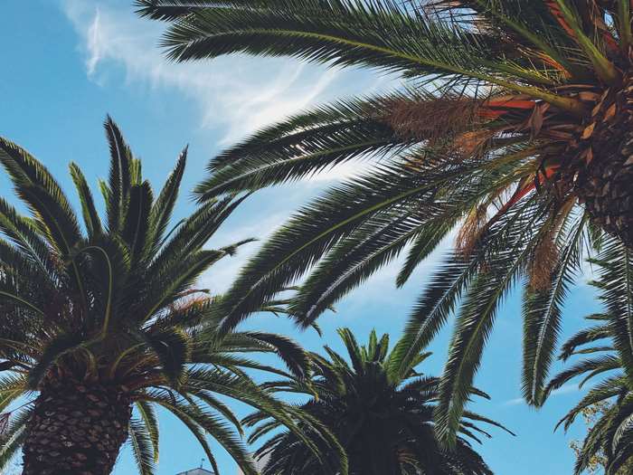 Palm Trees Under a Bright Blue Sky