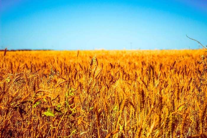 Wheat field under a clear blue sky