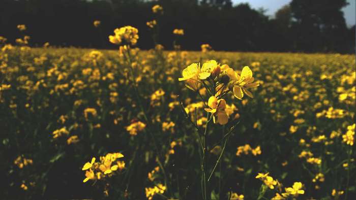 Field of yellow flowers with dark trees in the background