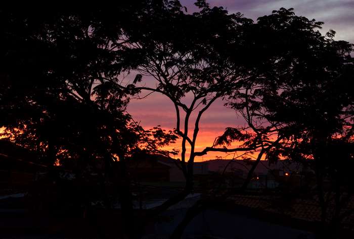 Silhouette of trees against a colorful sunset