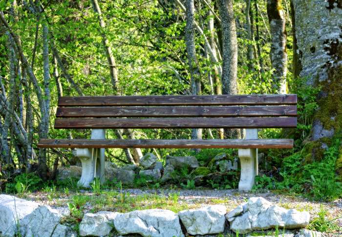Wooden bench in a sunlit forest