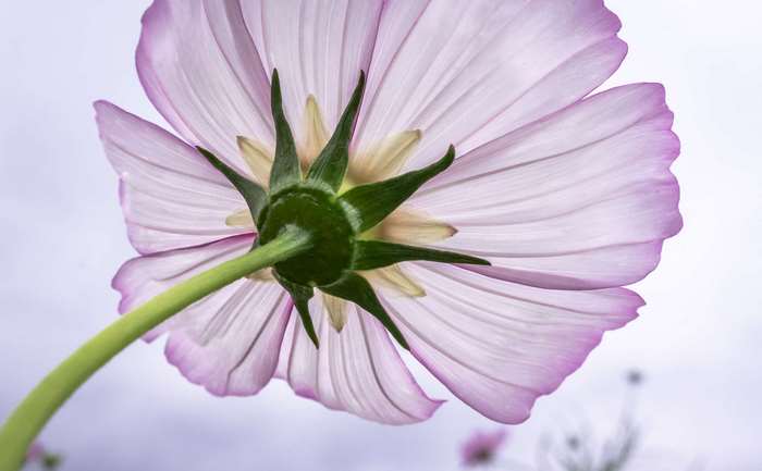 Close-up of a pink Cosmos flower from below