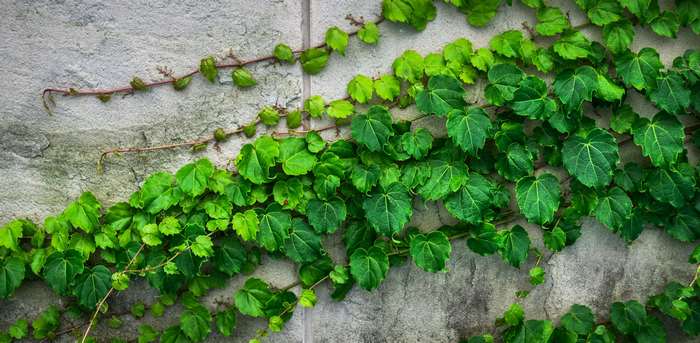 Green ivy vine growing on a textured stone wall