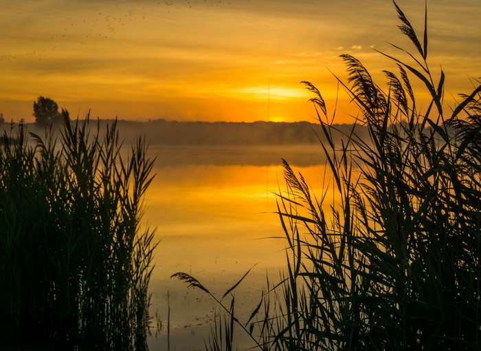 Sunrise over a misty lake with reeds
