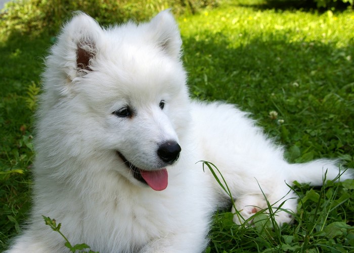 Samoyed puppy lying on green grass