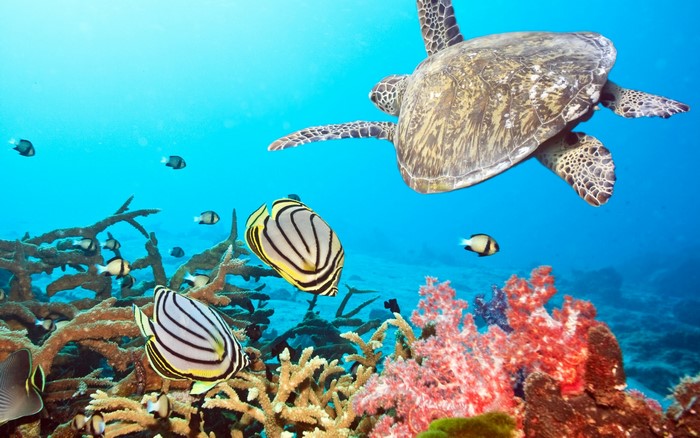 Sea turtle swims near coral reef with fish