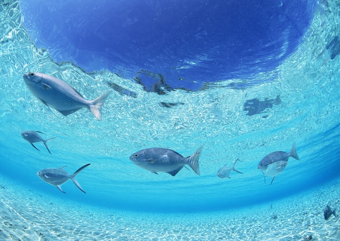 Underwater scene with fish swimming in shallow water