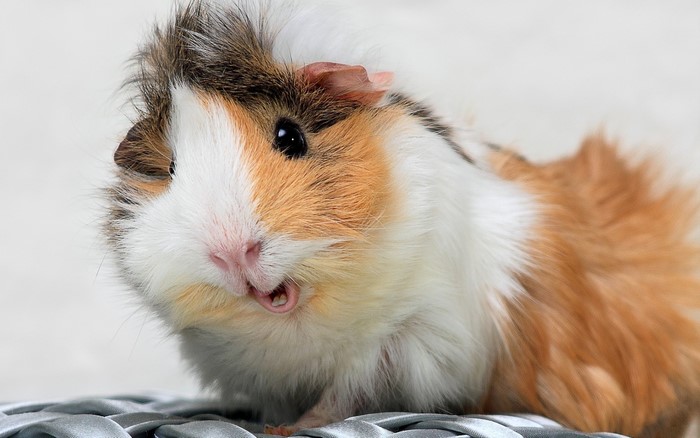 Adorable Spotted Furry Guinea Pig Close-Up