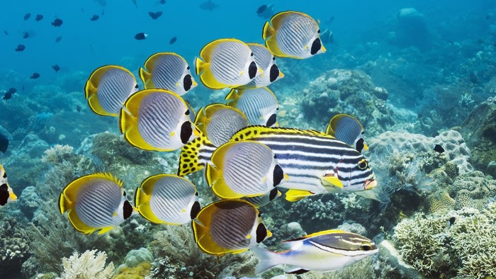 School of Butterflyfish and a Striped Fish Underwater