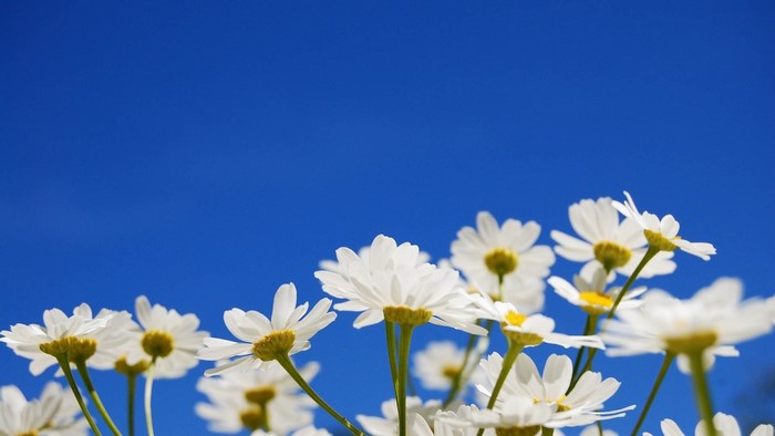 White daisies against a bright blue sky