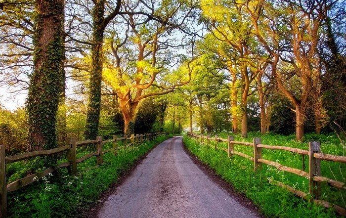 A winding road through a sunlit forest in England