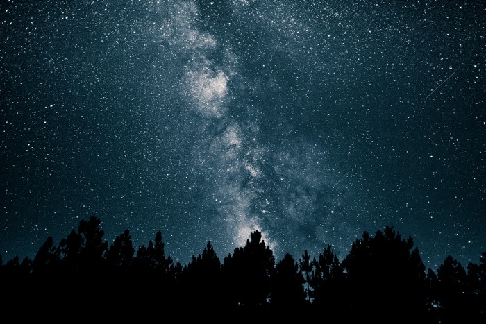 Milky Way galaxy over silhouetted pine trees at night