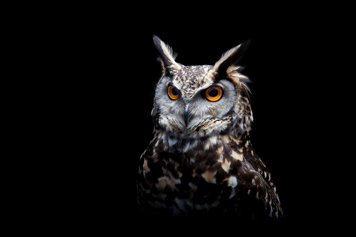 Close-up of a spotted eagle-owl with bright orange eyes