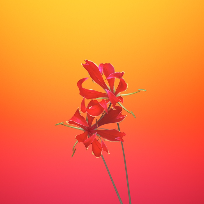 Two red Gloriosa lilies on a gradient background
