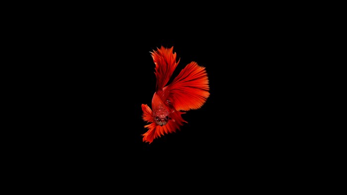Red Betta fish swimming in blackness 4K