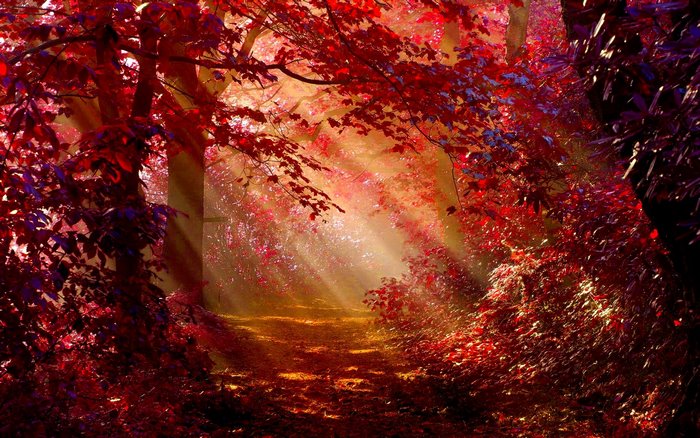 Sunlight filtering through a red autumn forest path