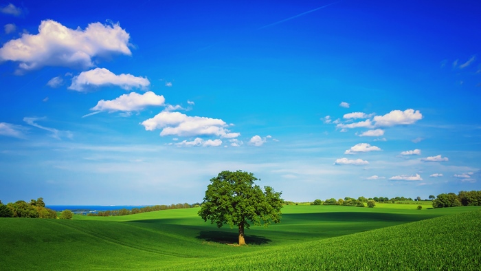 Green fields with a lone tree under a blue sky