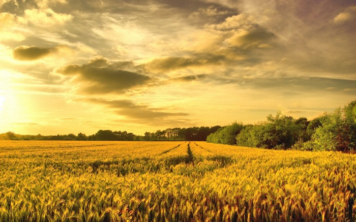 Golden wheat field at sunset with clouds