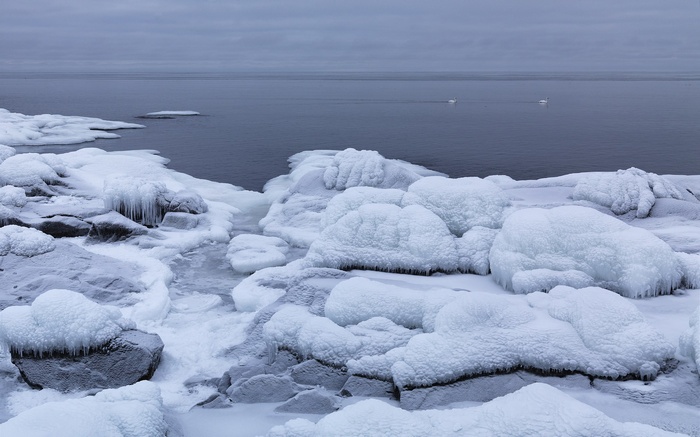 Frozen rocky shore with swans on the water
