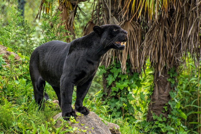 Black Panther in a jungle setting