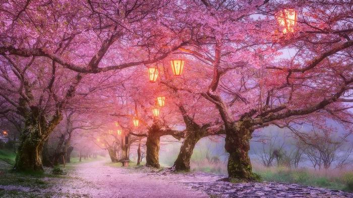 Cherry blossom trees with lanterns in spring