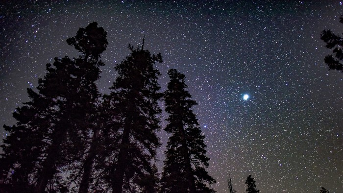 Starry Night Sky Over Pine Trees