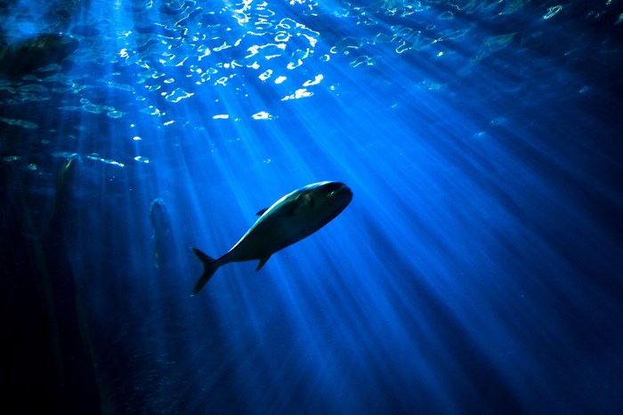 Fish swimming underwater with sun rays